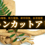 トンカットアリの効果とは?精力増強・血液循環には欠かせない成分
