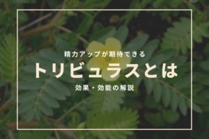 トリビュラスは効果ある?精力アップが期待できる理由とは