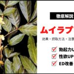 精力増強成分「ムイラプアマ」の効果・摂取方法・注意点を解説