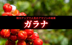 ガラナの効果とは?精力アップで人気のアマゾンの秘薬