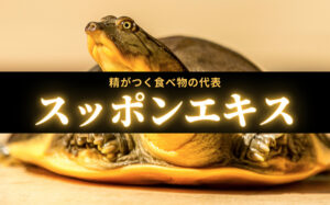 スッポンエキスは精力増強効果ある?精がつく食べ物の代表