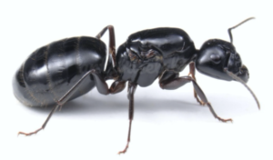 黒蟻画像