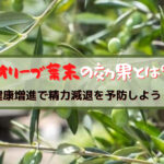 オリーブ葉末の効果は?健康増進で精力減退を予防しよう!