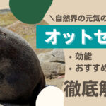 元気の源であるオットセイとは?効能・おすすめの精力剤などを解説