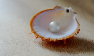 貝殻と真珠