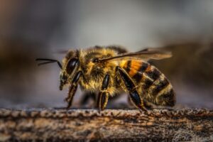 ミツバチの画像
