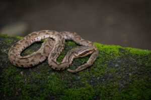マムシエキスは男の活力を呼び起こす定番の成分