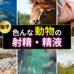 【雑学】色んな動物の射精や精液(精子)をまとめてみたら面白すぎた