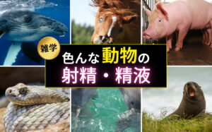 【雑学】色んな動物の射精や精液(精子)をまとめてみたら面白すぎた