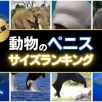 動物のペニスのサイズランキングを紹介！動物界で最もペニスが大きいのは？