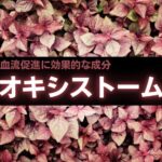 【成分解説】オキシストームとは?効能・おすすめの精力剤などを解説